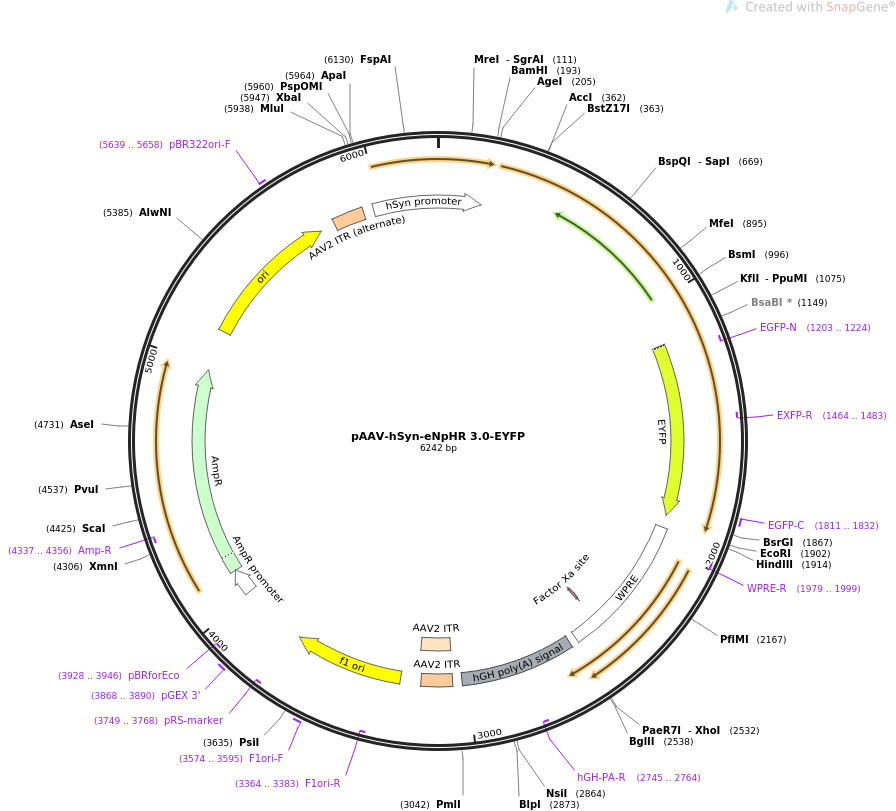 pAAV-hSyn-eNpHR 3.0-EYFP质粒图谱